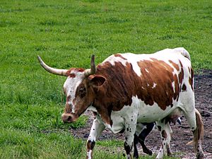 Babcock Ranch, Cracker Cows