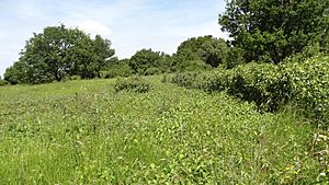 Banstead Downs 3.JPG