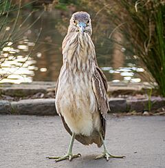 Black-crowned night heron (61438)