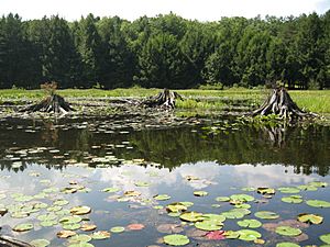 Black Moshannon State Park stumps