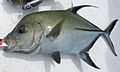 Black trevally.JPG