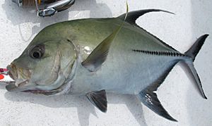 Black trevally.JPG