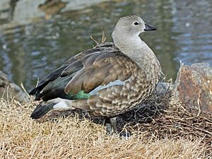 Blue-winged Goose RWD1