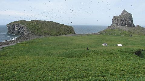 Bogoslof surface 2009