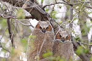 Bubo virginianus -near Tule Lake National Wildlife Refuge, Oregan, USA -juvenile-8