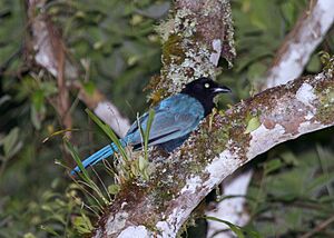 Bushy-crested Jay 2496235716.jpg