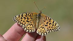 Callippe Fritillary (14427744069)