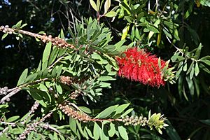 Callistemon citrinus-0878.jpg