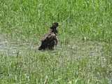 Common Myna bathing