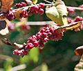 Coralberry