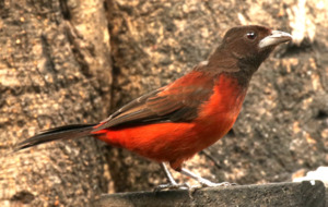 Crimson-backed Tanager