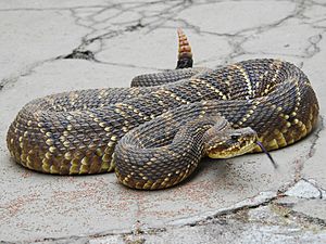 Crotalus durissus.jpg