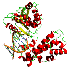 DNA polymerase