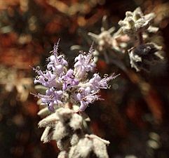 Dicrastylis lewellinii GVD flower