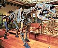 Diprotodon australis skeleton 1