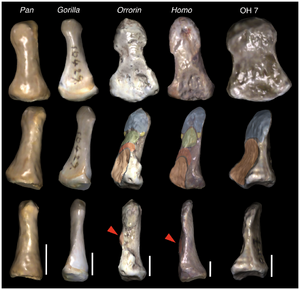 Distal-phalanges-comparison-Journal.pone.0011727.g002