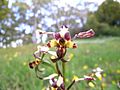 Diuris pardina - Flickr 004