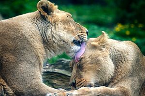 Dublin zoo, Ireland (33713157944)