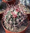 Echinocactus parryi.jpg