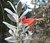 Eremophila glabra Murchison Magic.jpg