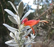 Eremophila glabra Murchison Magic