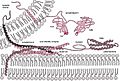 Exocytosis-machinery