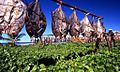 Fish drying in the sun poisson seche Madagascar