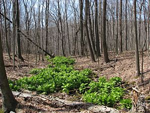 French Creek State Park False Hellabore