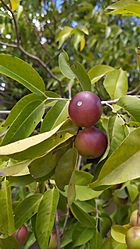 Fruto de Myrciaria dubia