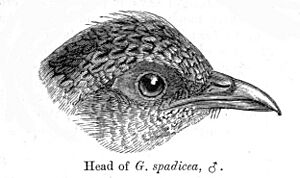 GalloperdixSpadicea