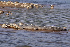 Gharial (Gavialis gangeticus) female.jpg