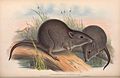 Gilbert's potoroo