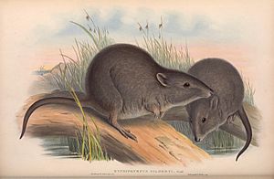 Gilbert's potoroo.jpg