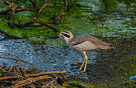 Great stone-curlew, මහ ෙගාලු කිරලා