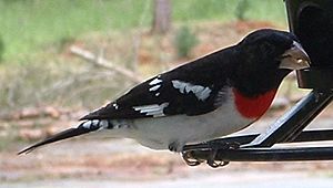 Grosbeak (Razmear)