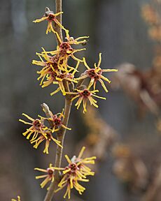 Hamamelis vernalis 2