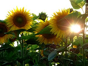 Helianthus annuus sunflower