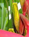 Heliconia rostrata close up