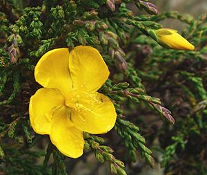 Hypericum myricariifolium (4)