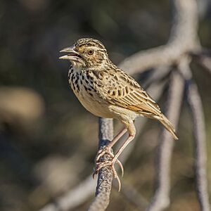 Jerdon's bushlark (Mirafra affinis).jpg