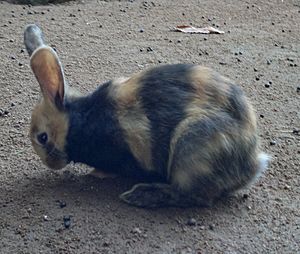 Lapin Japonais