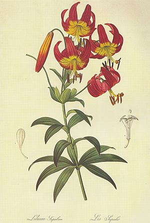 Lilium superbum (Lithographie, Pierre-Joseph Redoute)