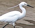 Little Egret in Summer