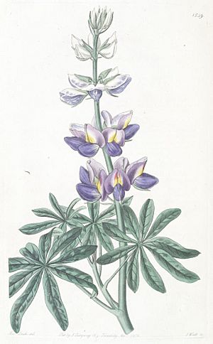 Lupinus mutabilis