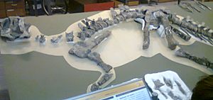 MEF Eoabelisaurus.jpg