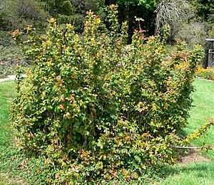 Mahonia pinnata 1.jpg