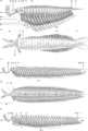 Megacheira reconstructions