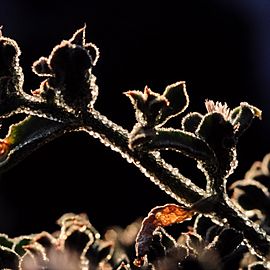 Mesembryanthemum crystallinum 1983-33