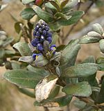 Monnina salicifolia (3).jpg