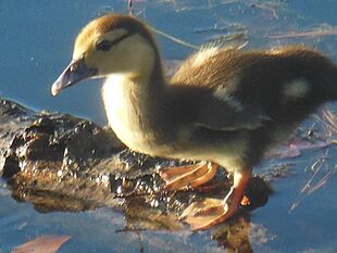 Muscovy Duckling Graniteville SC USA